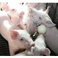 Bitting ball, piglets up to 25 kg