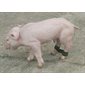 Plastic hobble for piglet velcro pk / 12